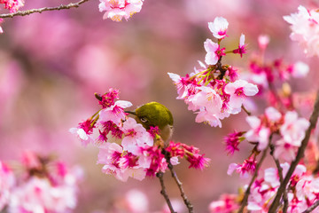 The Japanese White-eye.The background is cherry blossoms(Japanese name is Kanzakura). Located in Tokyo Prefecture Japan.