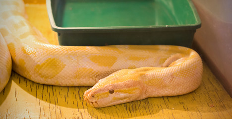 The yellow boa constrictor in the terrarium