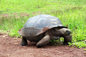 Riesen Schildkröten in der freien Landschaft