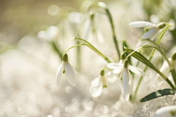 The first spring flowers are snowdrops in melting snow. The awakening of nature in the spring.
