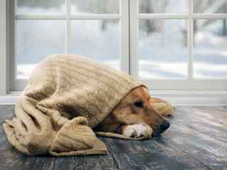 Funny dog wrapped in a warm blanket. Outside the window snow, winter