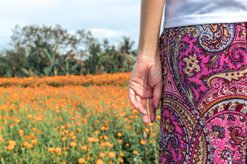Pretty woman stands in marigold field in the valley. Tropical island of Bali, Indonesia.