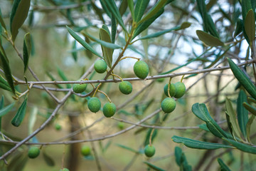 Close up olives from Italian plantation