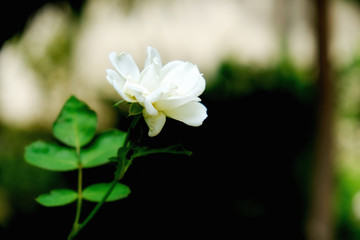 The white jasmine flower with leafs