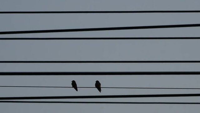 Two Little Birds on and out The Wire