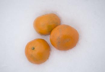 Mandarins in the snow