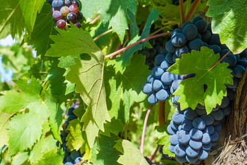 Vineyard, grape farm with fruit closeup