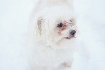Italian Maltese dog on winter street in the snow 