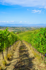Fototapeta na wymiar Vineyard, grape farm with landscape view