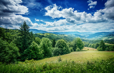 Fototapeta na wymiar Trees on the mountain. Carpathian, Europe.