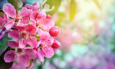 Abstract blurred background of spring  blossoms tree, selective focus.  - obrazy, fototapety, plakaty