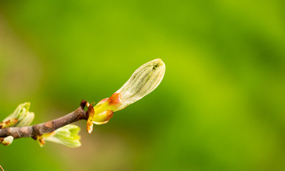 kidney with leaves on a chestnut tree in spring