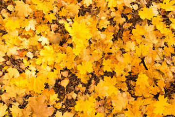 Yellow leaves on the ground in autumn