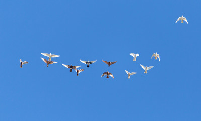 A flock of pigeons are flying in the blue sky