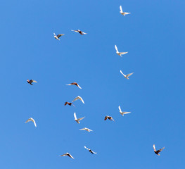 A flock of pigeons are flying in the blue sky