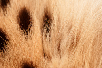 Wilde cat, serval fur texture. Close up soft focus natural background.