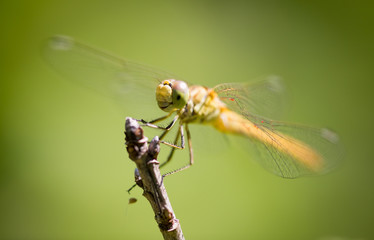 Dragonfly on a branch in the open air