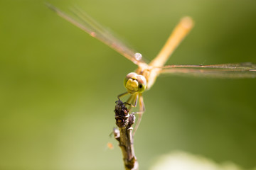 Dragonfly on a branch in the open air