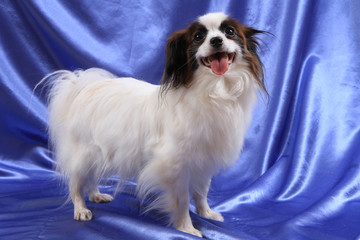 papillon dog young lady