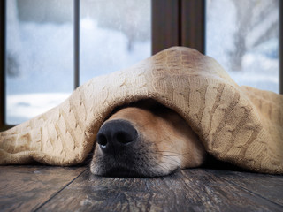 The dog freezes. Funny dog wrapped in a warm blanket