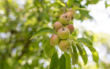 Ripe apples on a tree in the garden