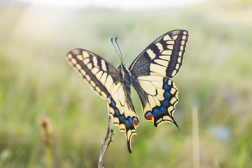 Close up butterfly on flower with blurry background. Soft backlight and small depth of field
