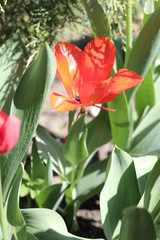 Fototapeta premium Tulipan