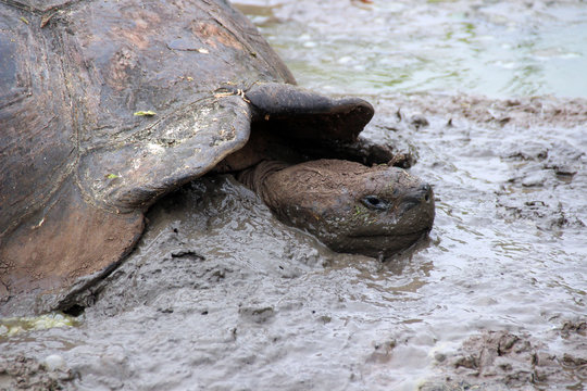 Wilde Riesen Schildkröten in der freien Wildbahn