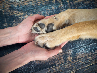 Human hands gently holding the dog's paws