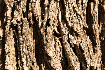 Old bark on a tree as a background