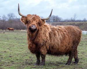 Scottish cow on pasture