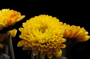 Chrysantheme II