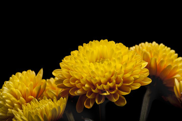 Chrysantheme I