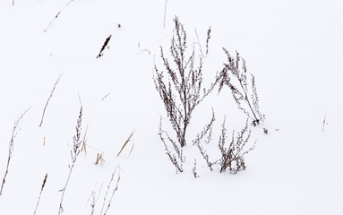 Dry grass in snow on nature in winter