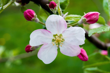 Fototapeta na wymiar branch of an apple-tree with a white-pink flower and buds, a beautiful spring day_