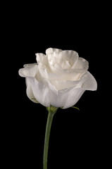 Weiße Blume II