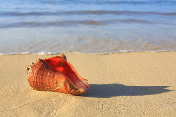 Sea shell on tropical beach.