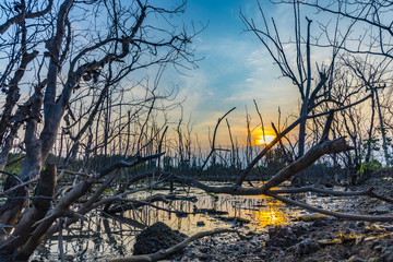 sunset over the mangrove forest, tropical view in Thailand