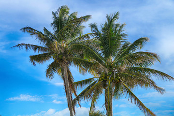 Coconut palms against the blue sky
