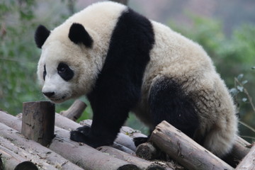 Obraz premium Panda Cub on the Wood beam, China