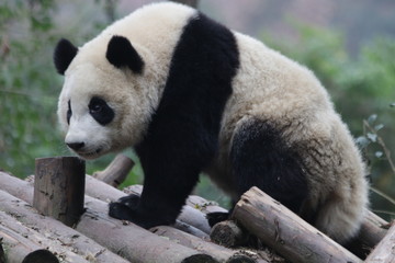 Panda Cub on the Wood beam, China