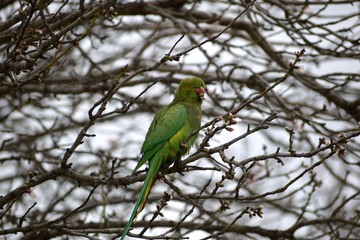 Green parrot sitting on a tree.