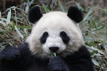 Naklejka na ściany i meble Funny Fluffy Face of Panda in Chengdu, China