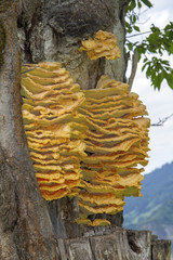Schwefelporling an einem Baum - Gemeine Schwefelporling - gelb