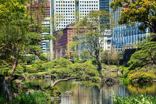Beautiful landscape in the urban Japanese park