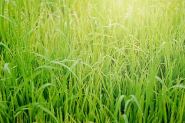 Beautiful abstract view of young paddy plants, View of paddy fields