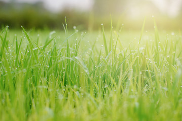 Beautiful abstract view of young paddy plants, View of paddy fields