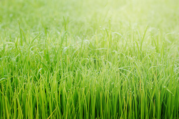 Beautiful abstract view of young paddy plants, View of paddy fields