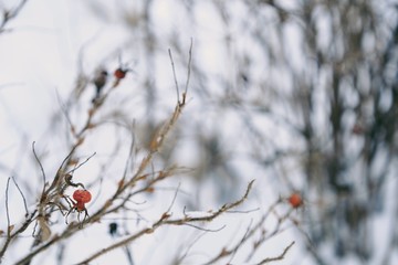 Red berry with spines on winter background