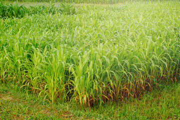 Fototapeta premium Young maize field,Corn field in early morning light